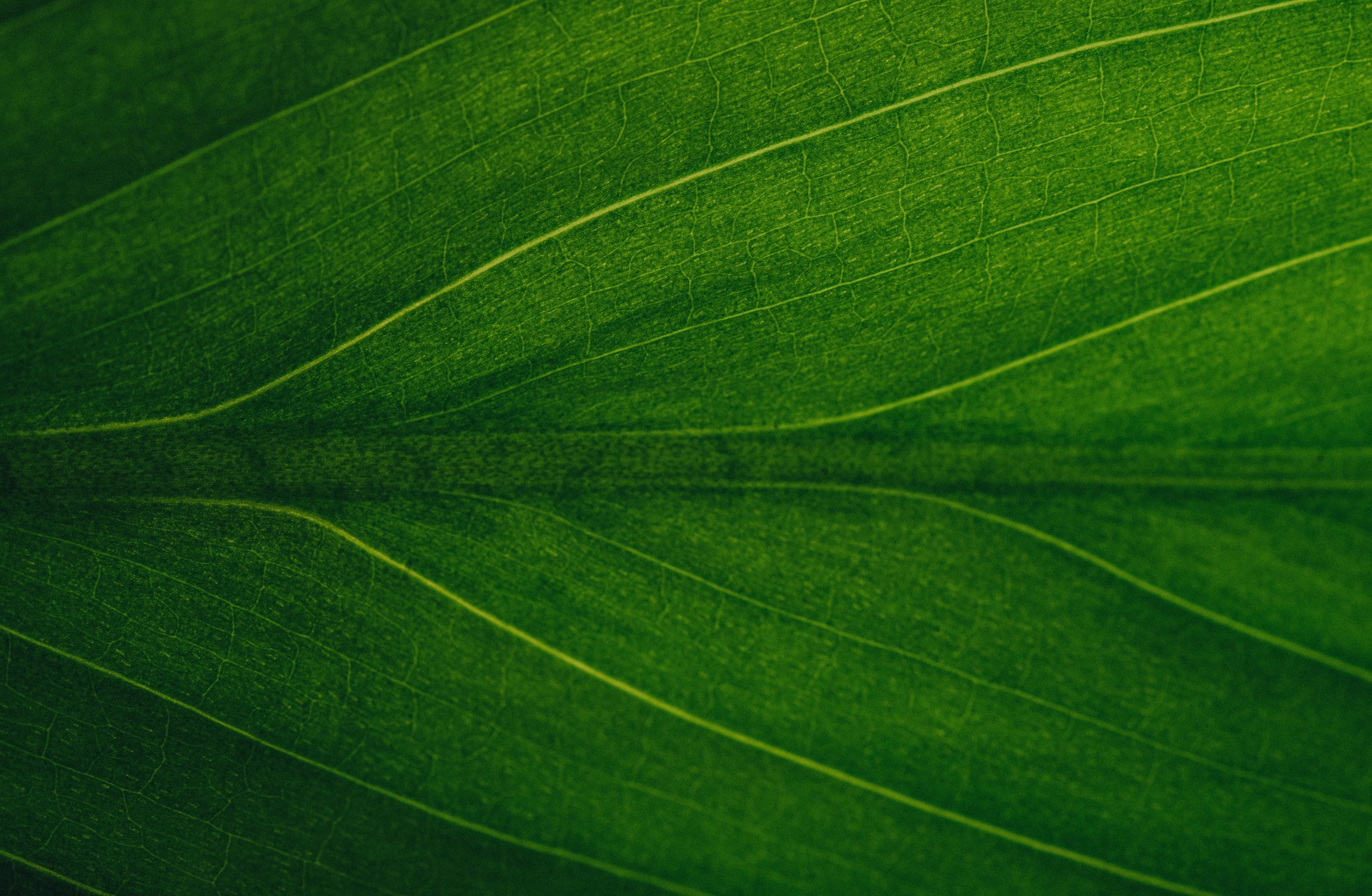 The Role Of Artificial Photosynthesis In Energy Production